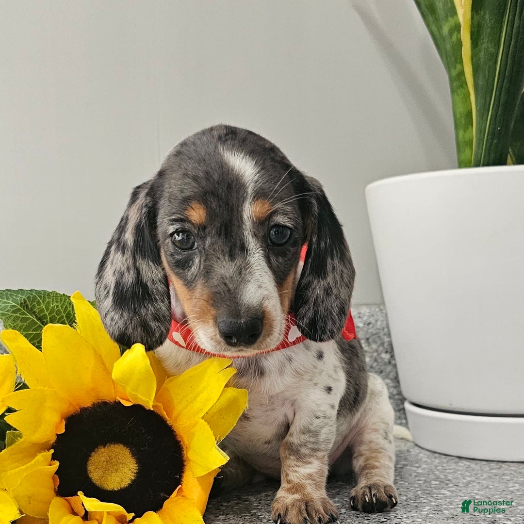 Dachshund dogs for sale: Miss Bailey - Image 27