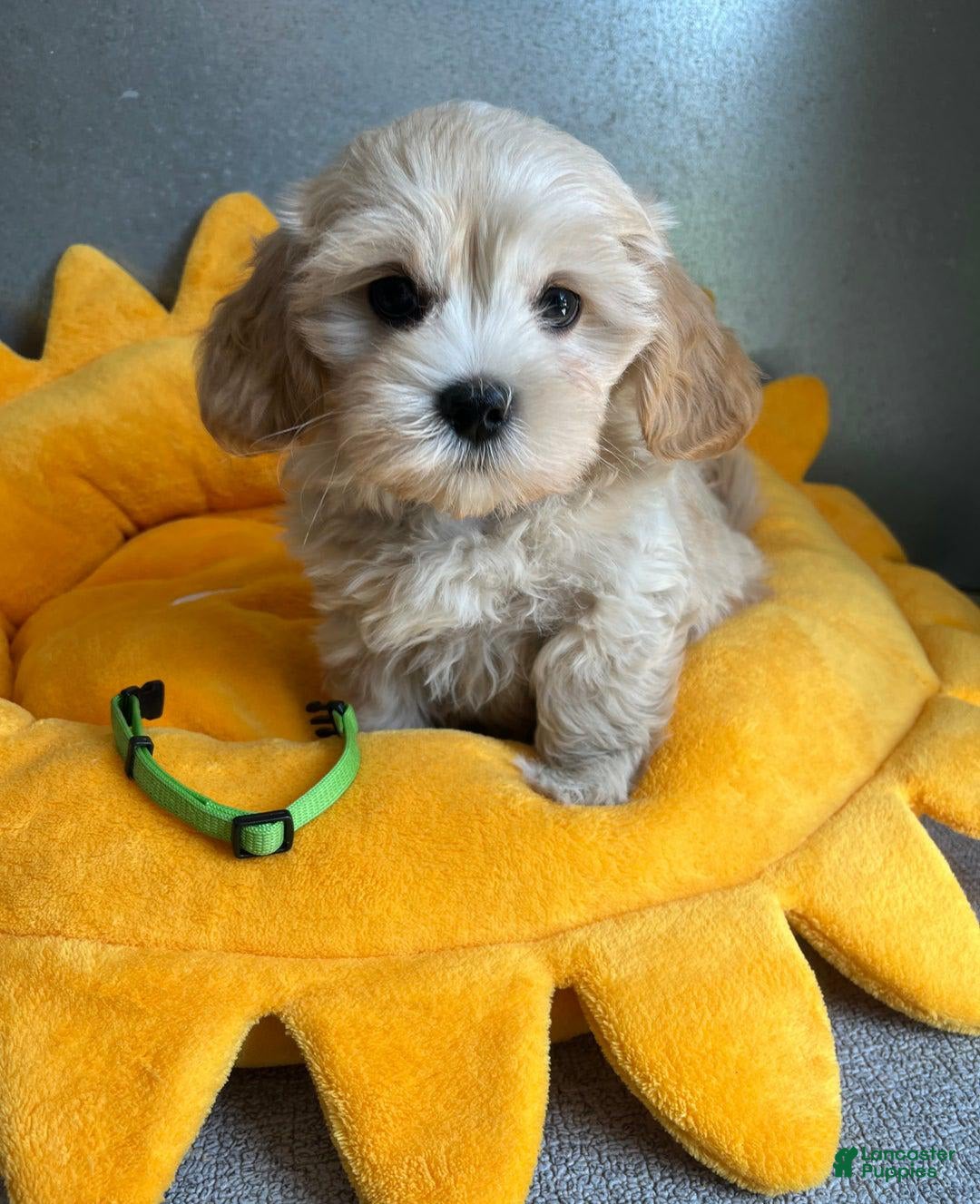Maltipoo dogs for sale: Dora - Image 3