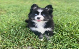Pomsky dogs for sale: Nami - Image 22