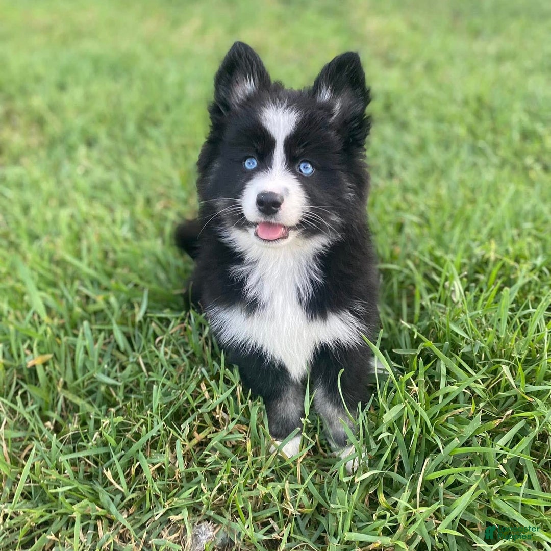 Pomsky dogs for sale: Nami - Image 22