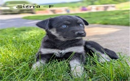 Goberian dogs for sale: Sierra - Image 1