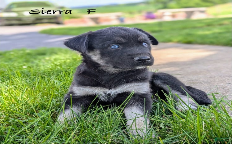 Goberian dogs for sale - Ad 5