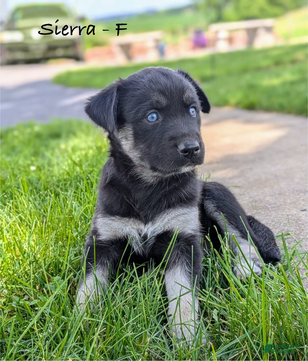 Goberian dogs for sale: Sierra - Image 1