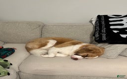 Bernedoodle dogs for sale: Lola - Image 4