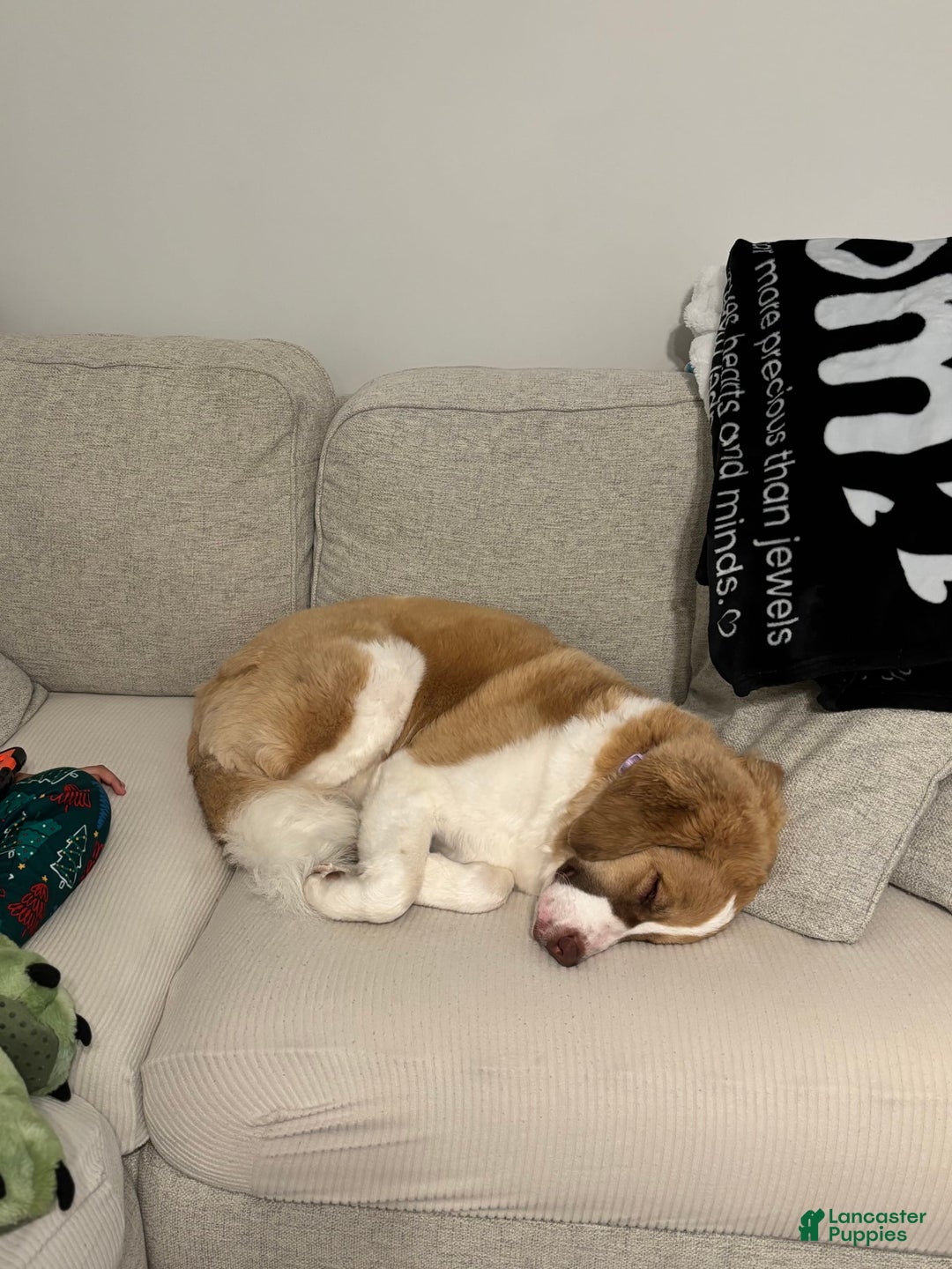 Bernedoodle dogs for sale: Lola - Image 4