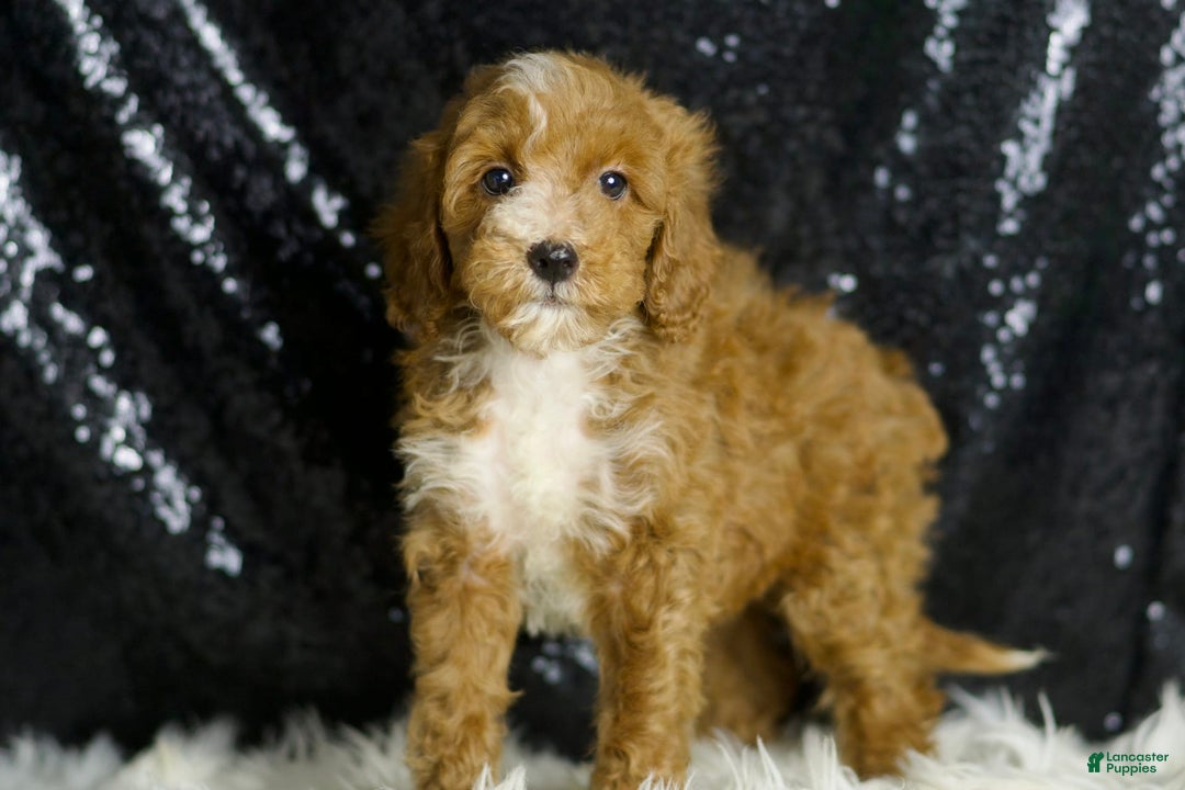 Mini Goldendoodle dogs for sale: Flashy - Image 6