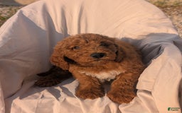 Goldendoodle dogs for sale: Jax - Image 3