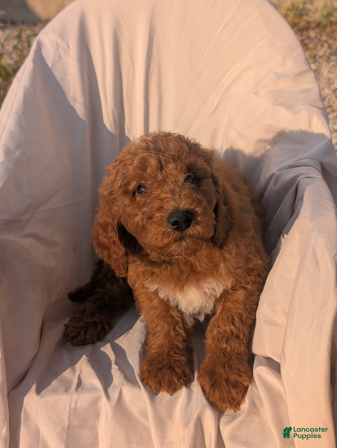 Goldendoodle dogs for sale: Jax - Image 3