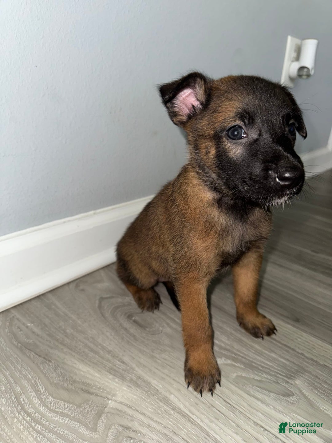 Belgian Malinois dogs for sale: Bruno - Image 3