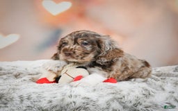 Cocker Spaniel dogs for sale: CoCo - Image 1