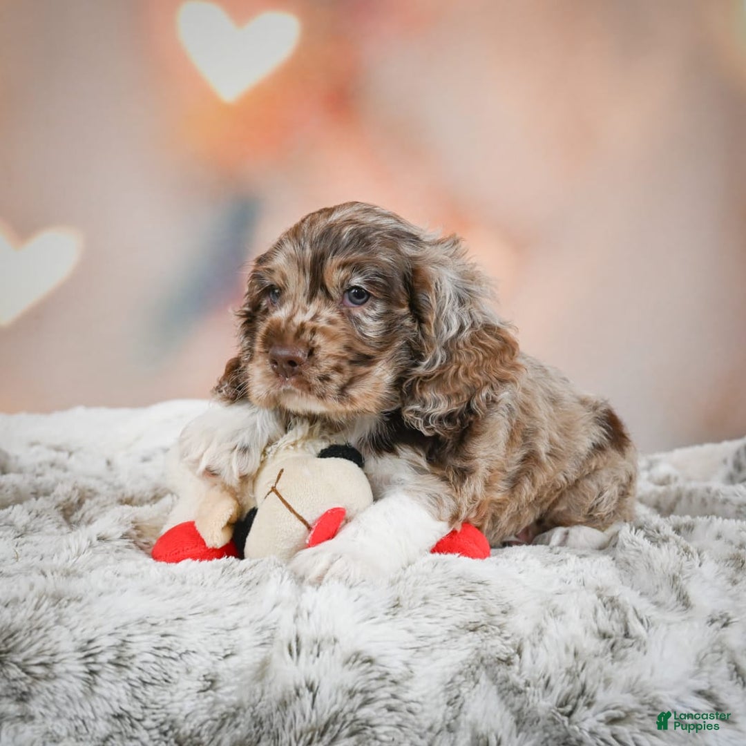 Cocker Spaniel dogs for sale: CoCo - Image 1