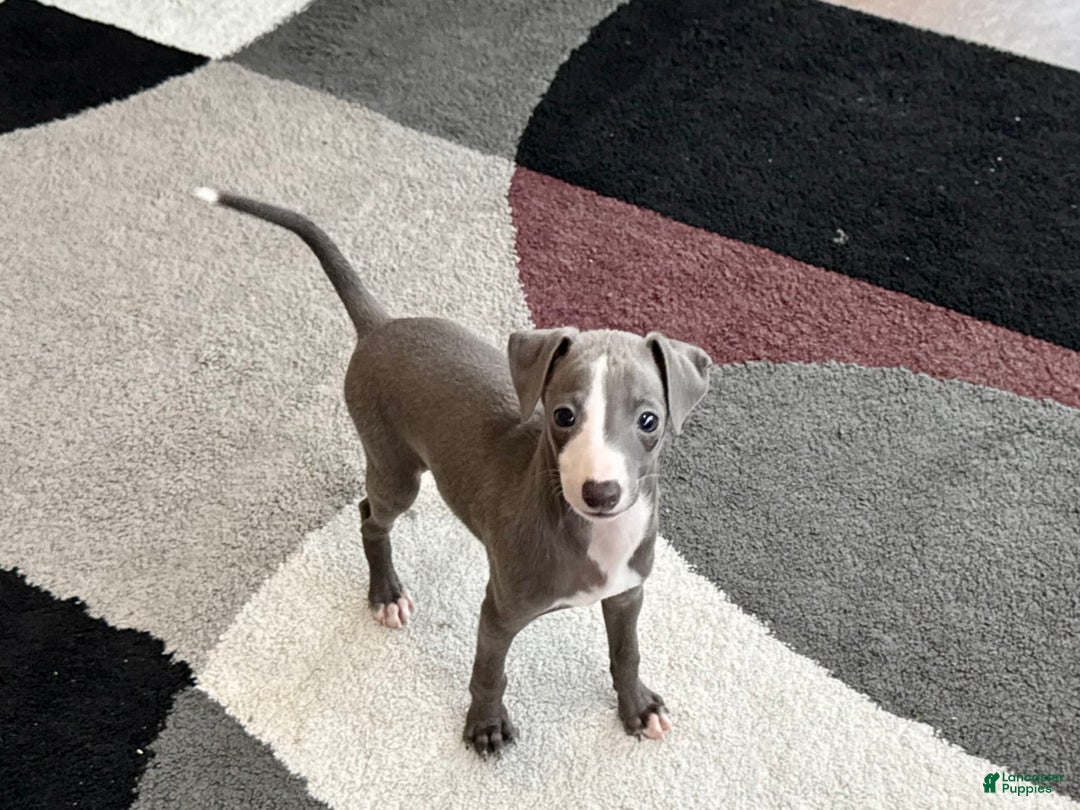 Italian Greyhound dogs for sale: Joey - Image 1