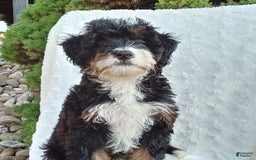 Mini Bernedoodle dogs for sale: Oakley - Image 23