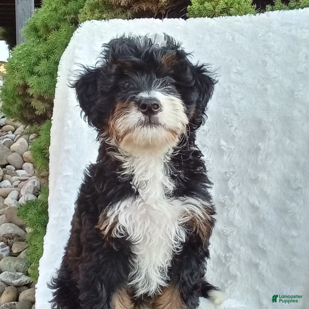 Mini Bernedoodle dogs for sale: Oakley - Image 23