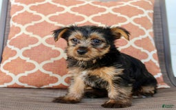 Yorkshire Terrier dogs for sale: Gracie - Image 2