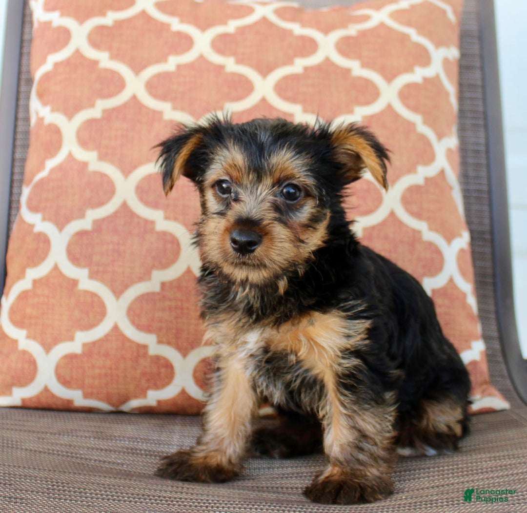 Yorkshire Terrier dogs for sale: Gracie - Image 2