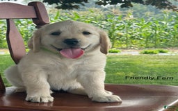 Golden Retriever dogs for sale: Friendly Fern - Image 1