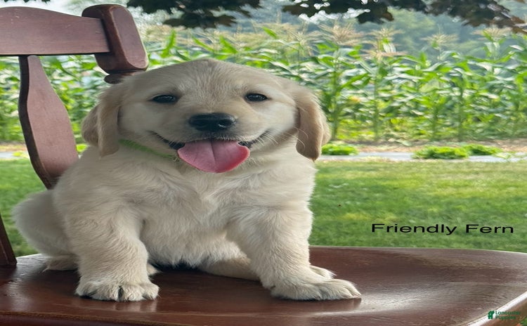 Golden Retriever dogs for sale - Ad 1