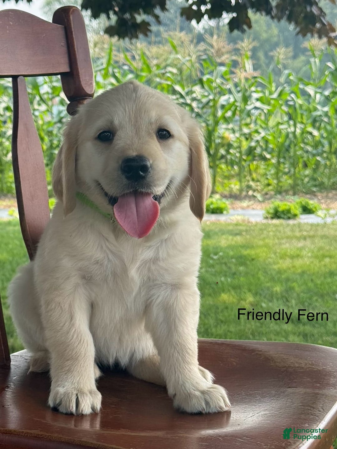 Golden Retriever dogs for sale: Friendly Fern - Image 1