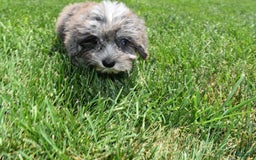 Havapoo dogs for sale: Zorro - Image 1