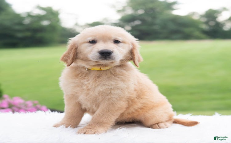 Golden Retriever dogs for sale - Ad 5