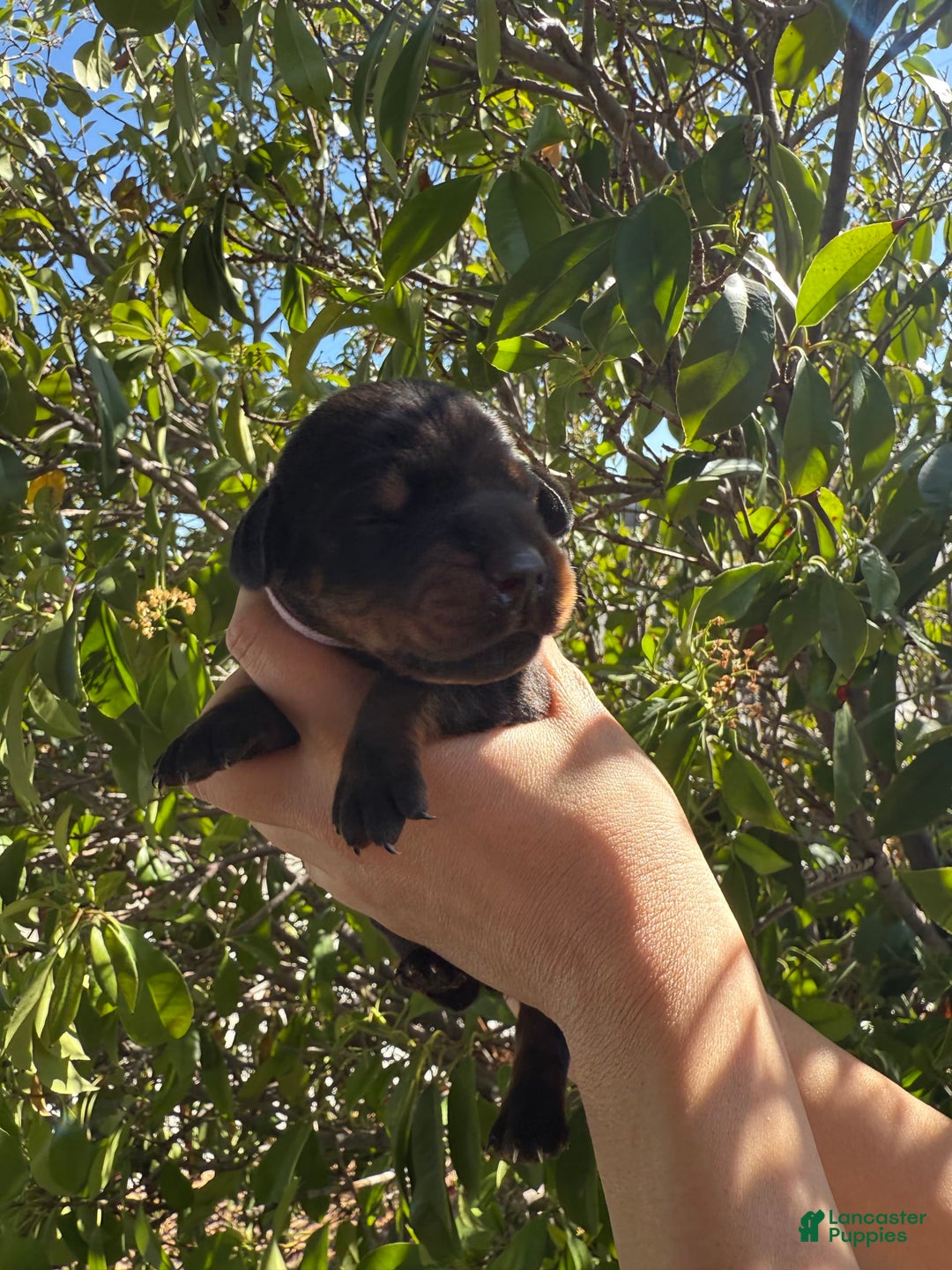 Doberman Pinscher dogs for sale: Yellow Collar - Image 6