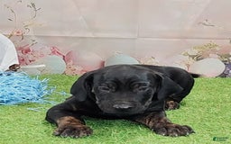 Catahoula Leopard Dog dogs for sale: Love Bug 2025 M1 - Image 2