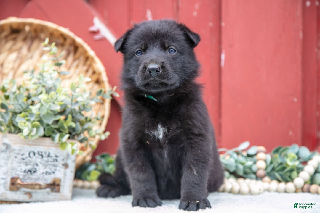 German Shepherd dogs for sale: Sushi - Image 7