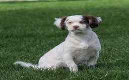 Shihpoo dogs for sale: Billy - Image 8
