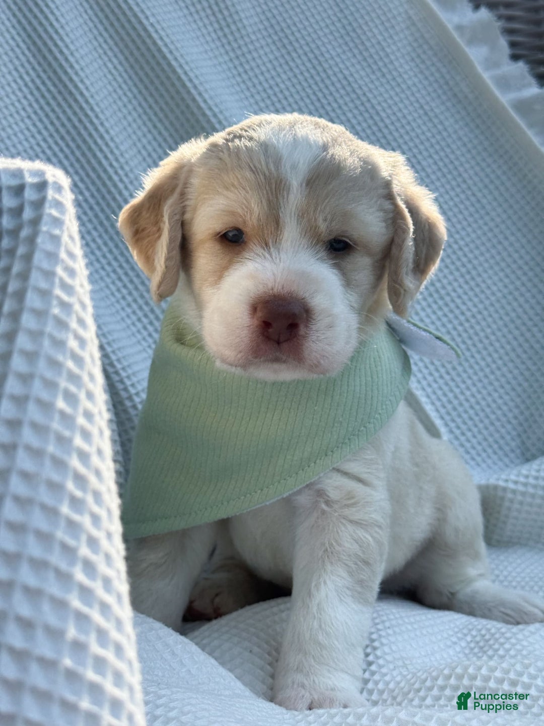 Labradoodle dogs for sale: Pumpkin - Image 5