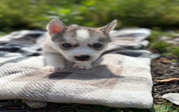 Siberian Husky dogs for sale: Hot Pink - Image 2