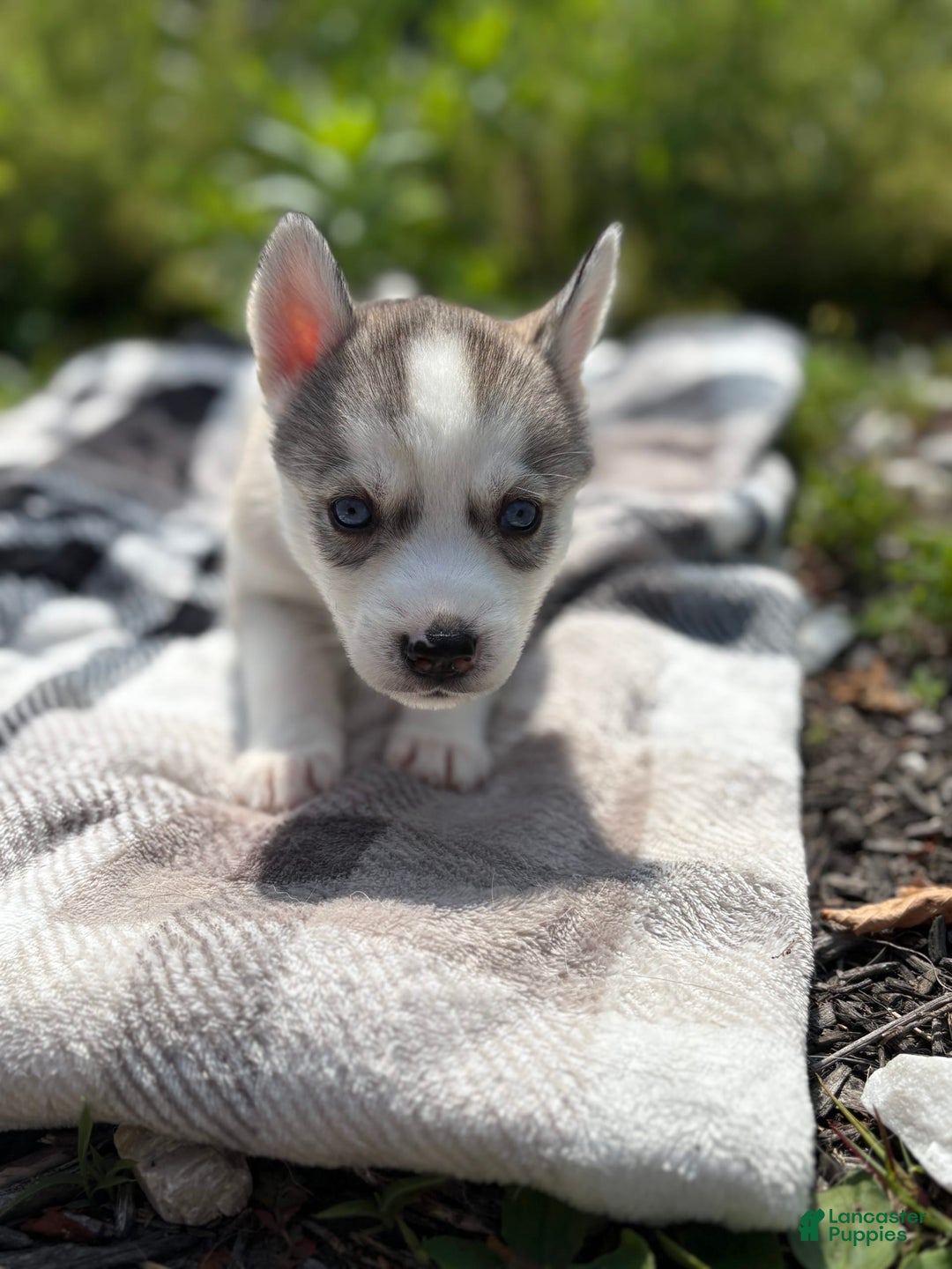 Siberian Husky dogs for sale: Hot Pink - Image 2