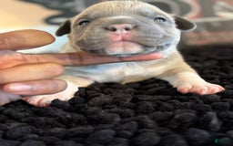 American Bully dogs for sale: Exotic Bully - Image 1