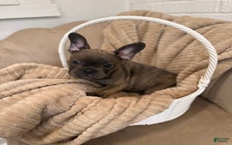 French Bulldog dogs for sale: Avery - Image 2