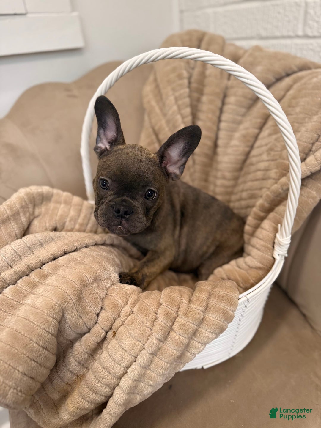 French Bulldog dogs for sale: Avery - Image 2