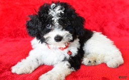 Shihpoo dogs for sale: Tommy - Image 3
