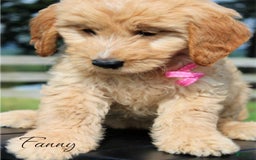 Goldendoodle dogs for sale: Fanny - Image 1
