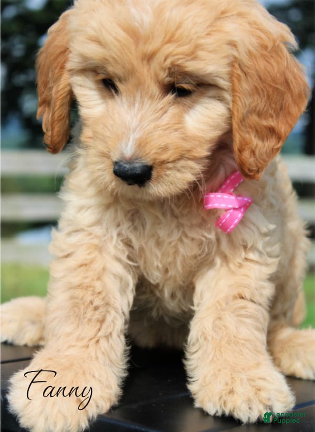 Goldendoodle dogs for sale: Fanny - Image 1