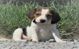 Beagle dogs for sale: Cheerios - Image 1