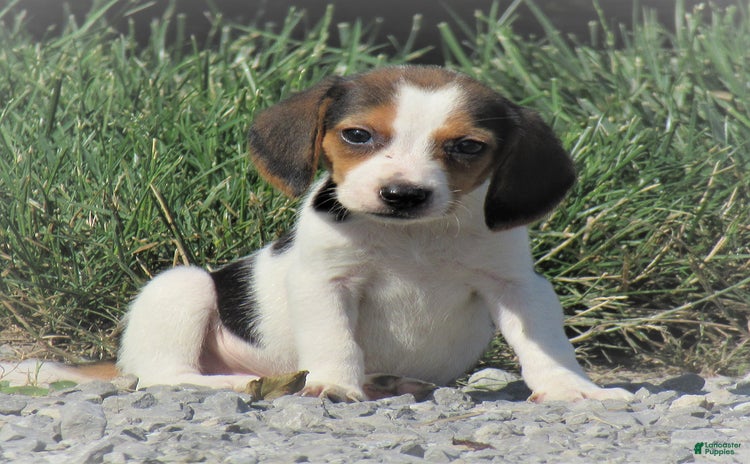 Beagle dogs for sale - Ad 2