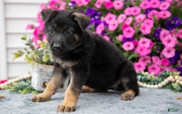 German Shepherd dogs for sale: Betty - Image 1