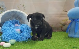 Catahoula Leopard Dog dogs for sale: Juliet 2025 M7 Catahoula puppy - Image 7