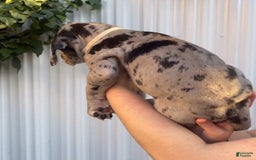 Great Dane dogs for sale: ATLAS - Image 3