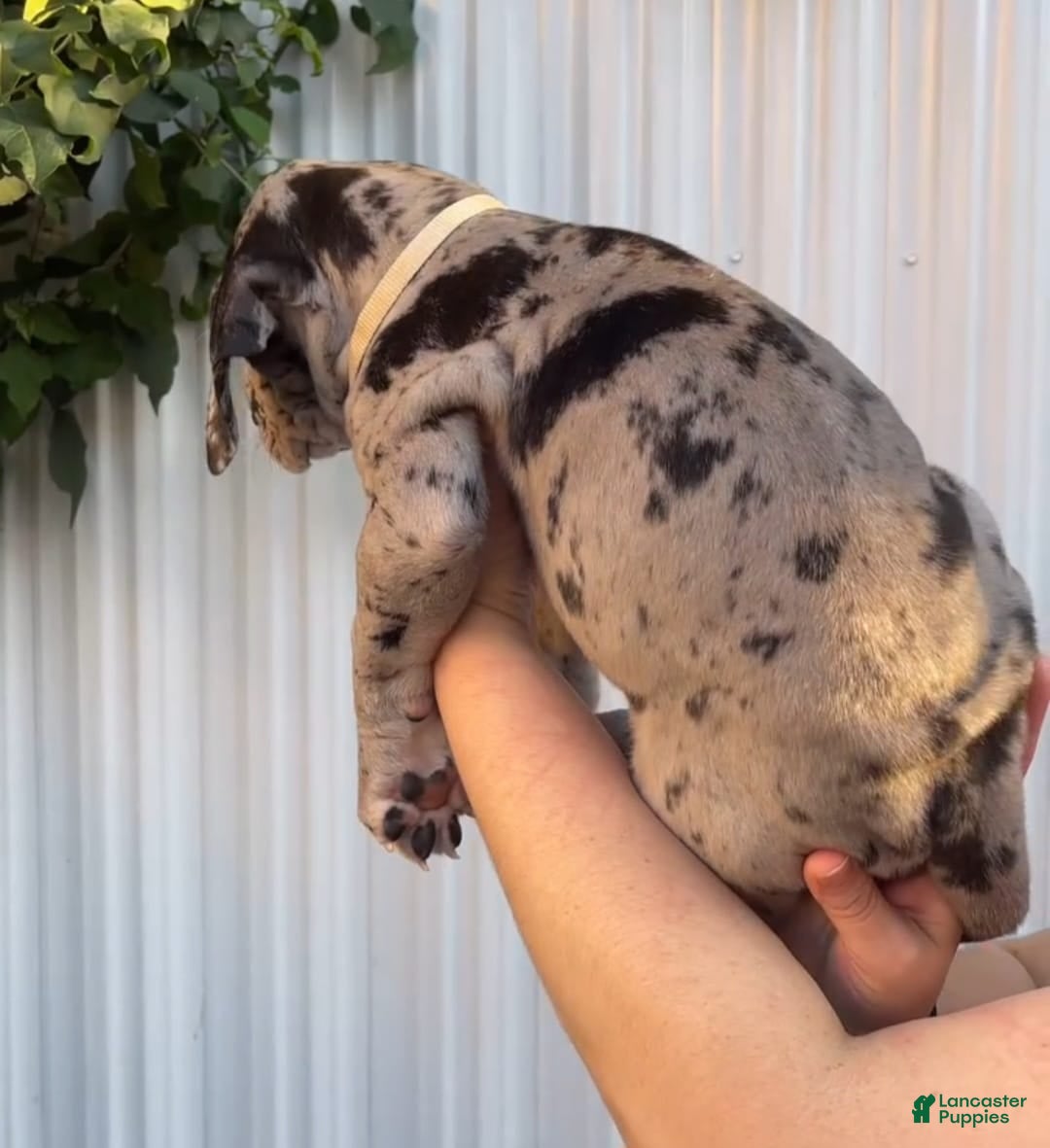 Great Dane dogs for sale: ATLAS - Image 3