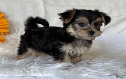 Morkie dogs for sale: LAYNE - Image 7
