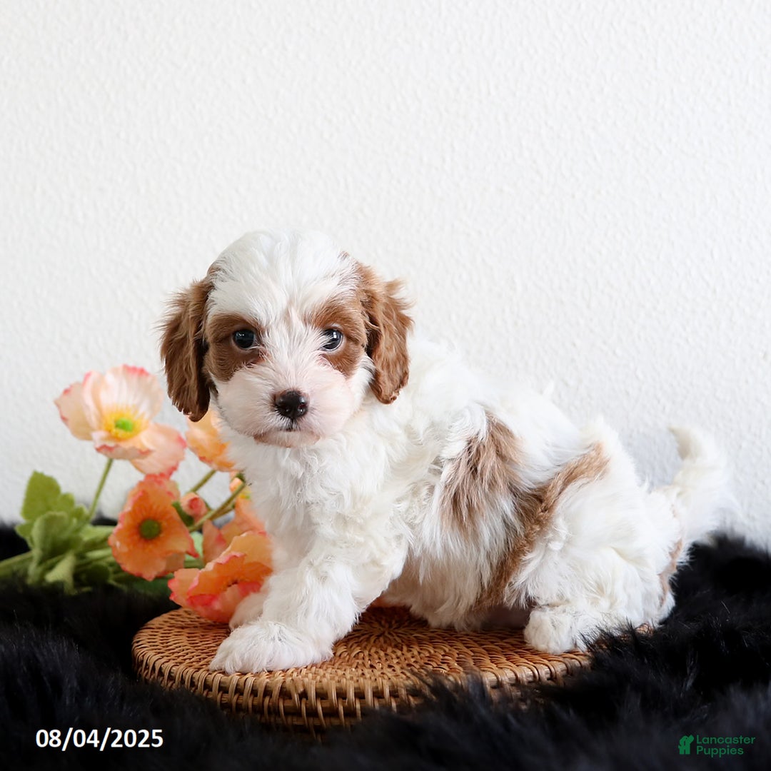 Cavapoo dogs for sale: Lilly - Image 2