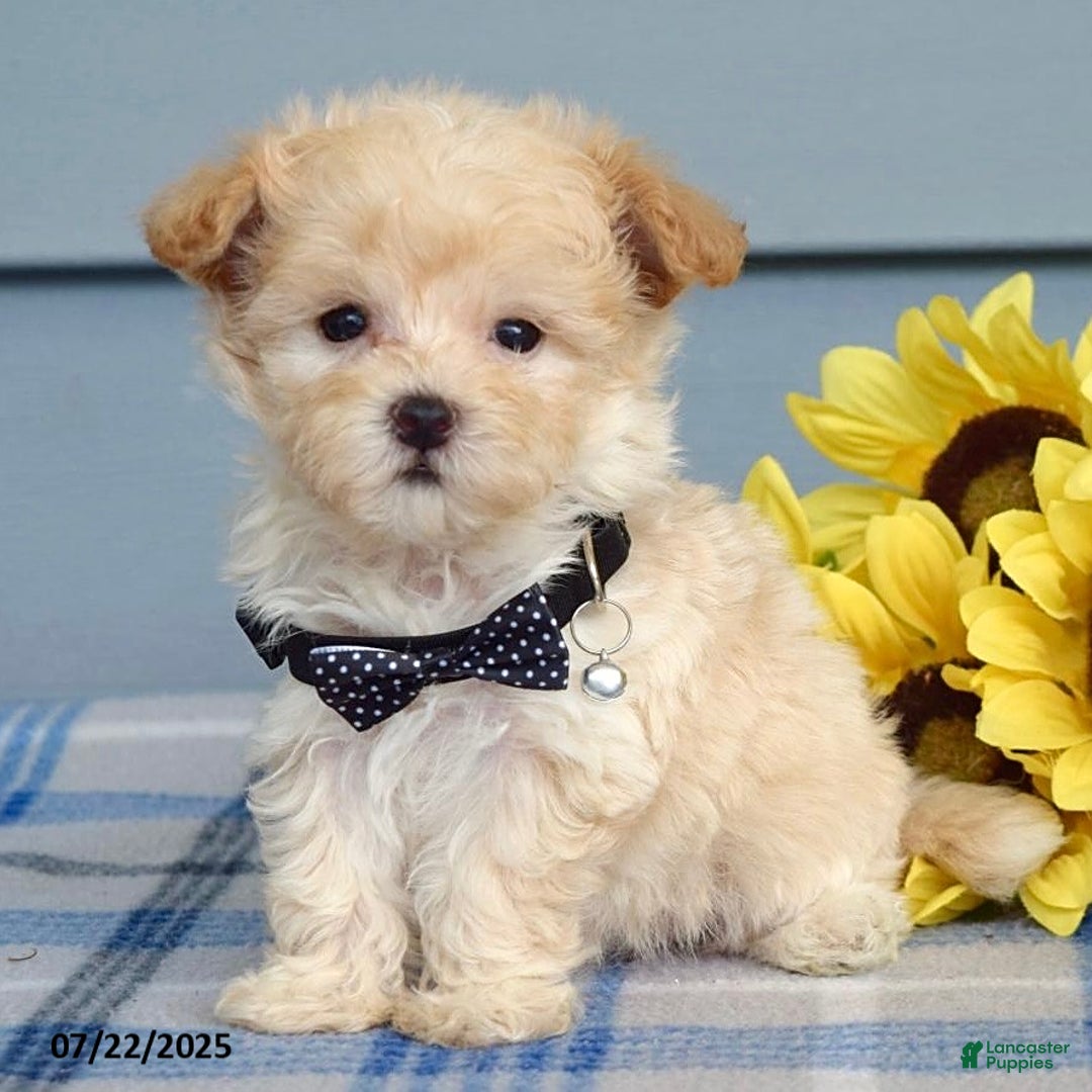 Maltipoo dogs for sale: Nevin - Image 8