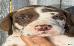 Great Dane dogs for sale: Heidi - Chocolate Harlequin - Image 1