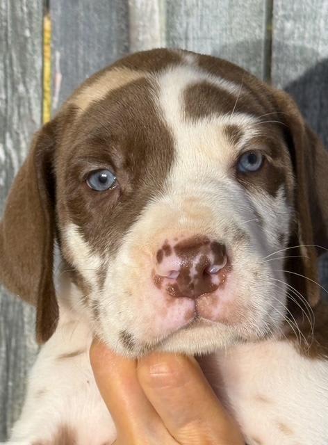 Heidi - Chocolate Harlequin