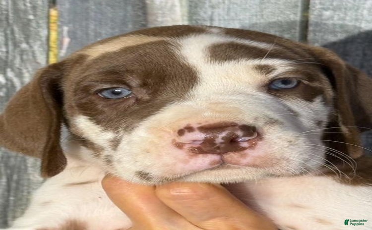 Great Dane dogs for sale - Ad 2